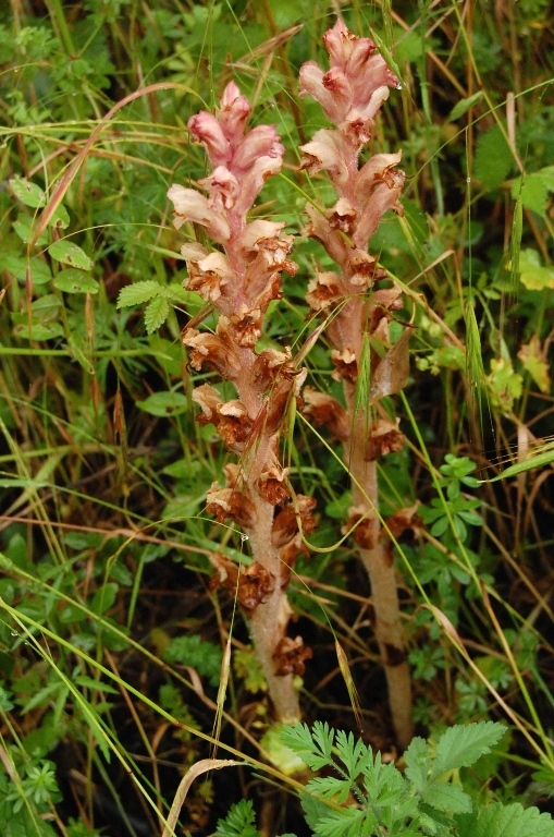 A caccia di orchidee tra i boschi dell''Appennino laziale